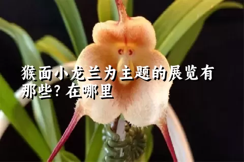 猴面小龙兰为主题的展览有那些？在哪里