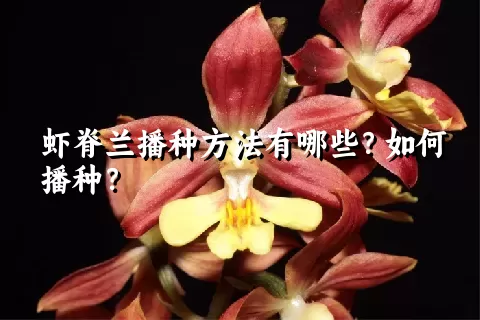 虾脊兰播种方法有哪些？如何播种？