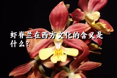 虾脊兰在西方文化的含义是什么？
