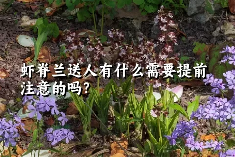 虾脊兰送人有什么需要提前注意的吗？