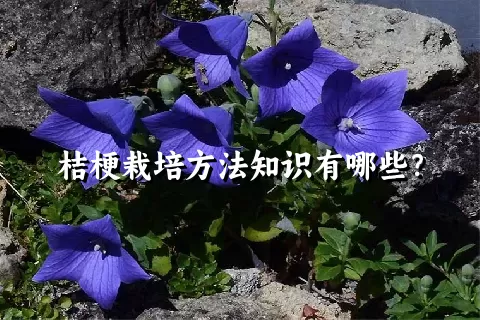 桔梗栽培方法知识有哪些？