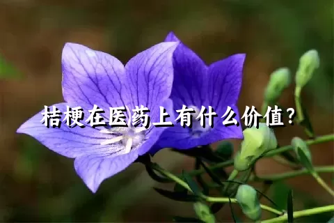 桔梗在医药上有什么价值？