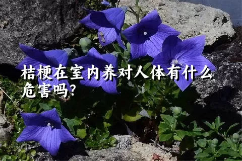桔梗在室内养对人体有什么危害吗？
