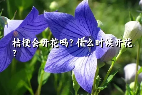 桔梗会开花吗？什么时候开花？