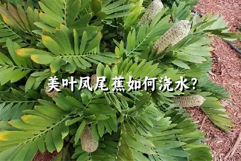 美叶凤尾蕉如何浇水？