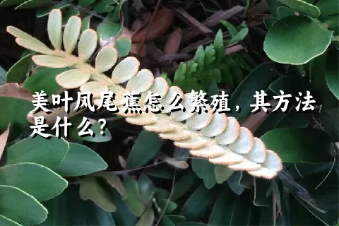 美叶凤尾蕉怎么繁殖，其方法是什么？
