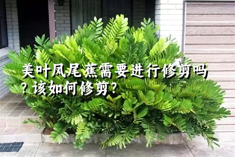 美叶凤尾蕉需要进行修剪吗？该如何修剪？
