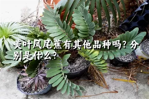 美叶凤尾蕉有其他品种吗？分别是什么？