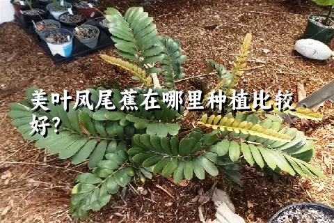 美叶凤尾蕉在哪里种植比较好？