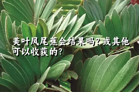 美叶凤尾蕉会结果吗？或其他可以收获的？