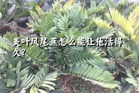 美叶凤尾蕉怎么能让他活得久？