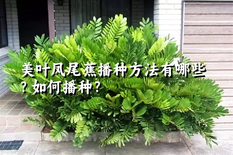 美叶凤尾蕉播种方法有哪些？如何播种？