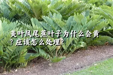 美叶凤尾蕉叶子为什么会黄？应该怎么处理？