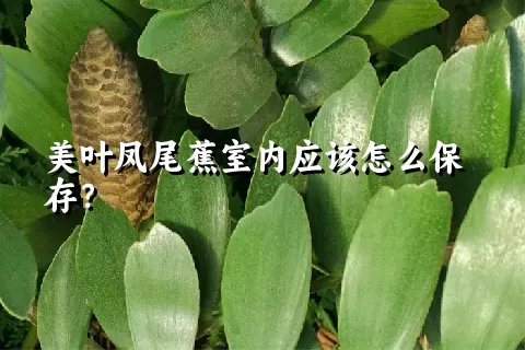 美叶凤尾蕉室内应该怎么保存？