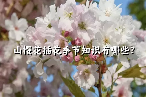 山樱花插花季节知识有哪些？