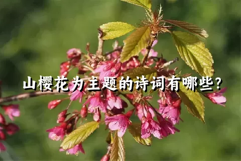 山樱花为主题的诗词有哪些？