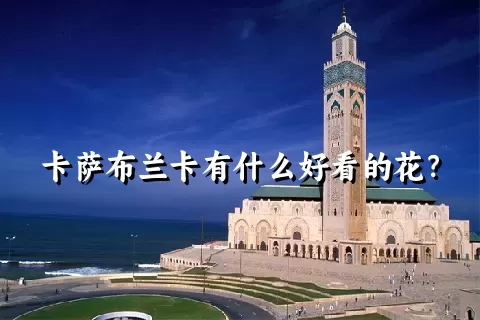 卡萨布兰卡有什么好看的花？