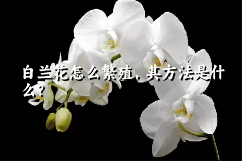 白兰花怎么繁殖，其方法是什么？