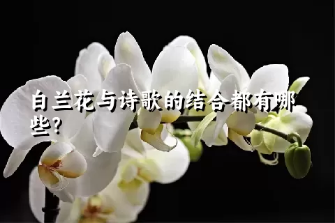 白兰花与诗歌的结合都有哪些？