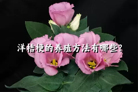 洋桔梗的养殖方法有哪些？