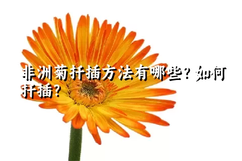 非洲菊扦插方法有哪些？如何扦插？