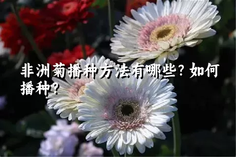 非洲菊播种方法有哪些？如何播种？