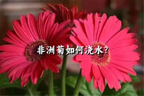 非洲菊如何浇水？
