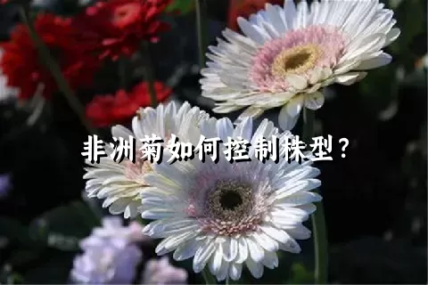 非洲菊如何控制株型？