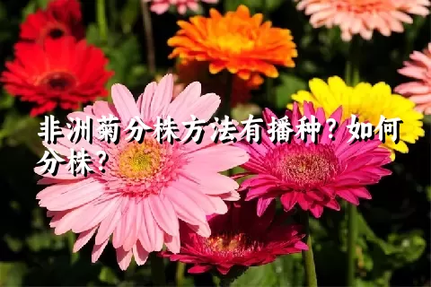 非洲菊分株方法有播种？如何分株？