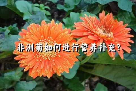 非洲菊如何进行营养补充？