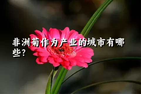 非洲菊作为产业的城市有哪些？