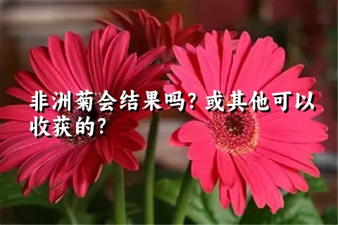 非洲菊会结果吗？或其他可以收获的？