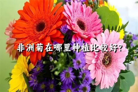 非洲菊在哪里种植比较好？