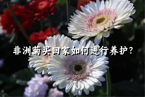 非洲菊买回家如何进行养护？
