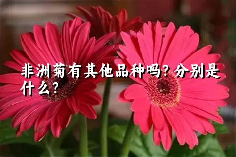 非洲菊有其他品种吗？分别是什么？