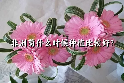 非洲菊什么时候种植比较好？