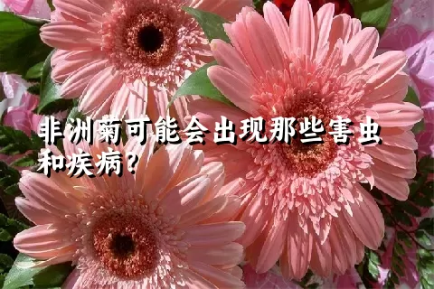 非洲菊可能会出现那些害虫和疾病？
