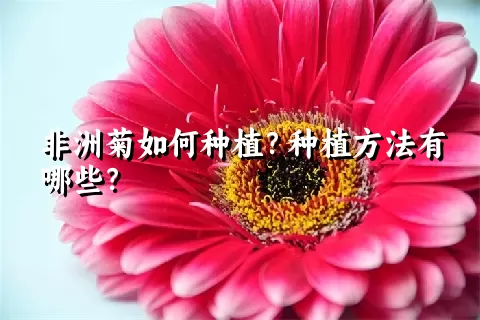 非洲菊如何种植？种植方法有哪些？