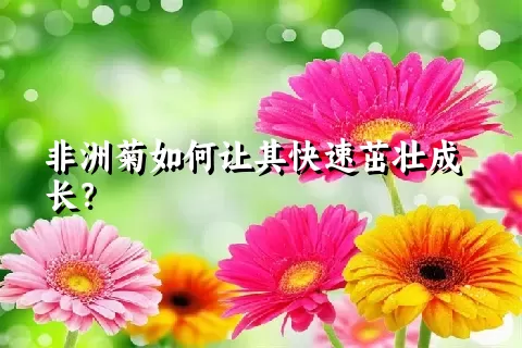 非洲菊如何让其快速茁壮成长？