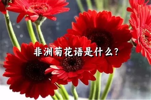 非洲菊花语是什么？