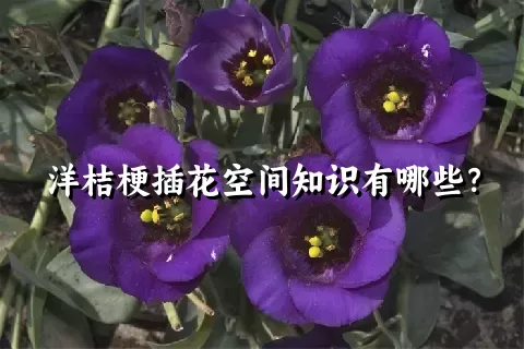 洋桔梗插花空间知识有哪些？