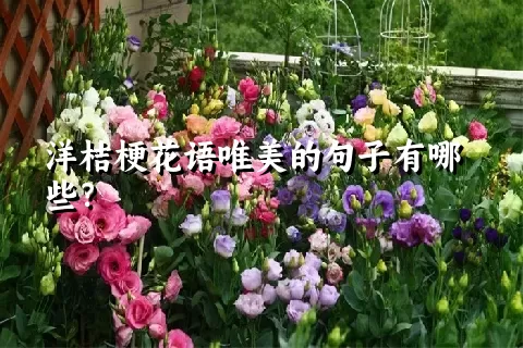 洋桔梗花语唯美的句子有哪些？
