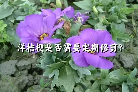 洋桔梗是否需要定期修剪？
