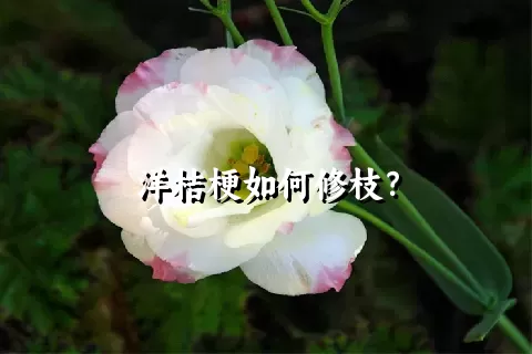 洋桔梗如何修枝？