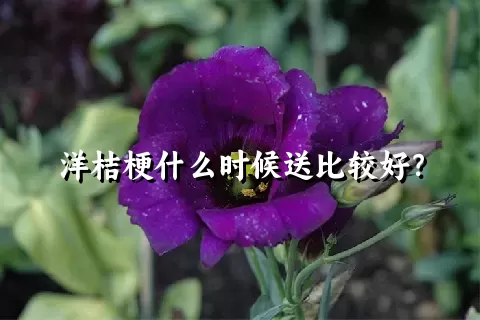 洋桔梗什么时候送比较好？