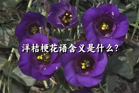 洋桔梗花语含义是什么？