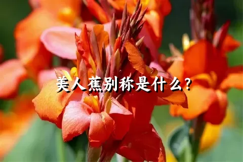 美人蕉别称是什么？