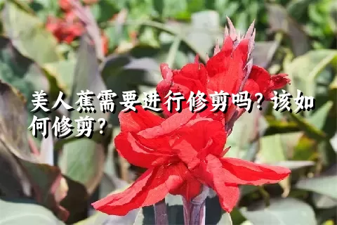 美人蕉需要进行修剪吗？该如何修剪？