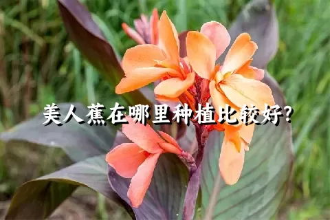美人蕉在哪里种植比较好？