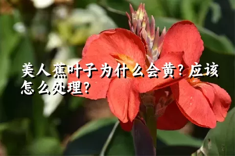 美人蕉叶子为什么会黄？应该怎么处理？